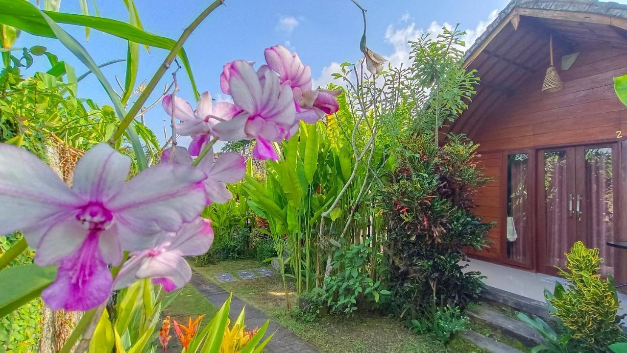 Morning Bali Bungalow Canggu Kültér fotó